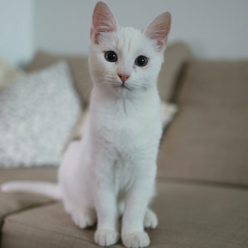 Как выглядит анатолийская кошка Kozy альбом Cat слушать онлайн бесплатно на Яндекс Музыке в хорошем качестве