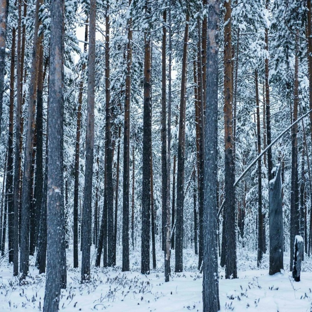 Сибирский лес. Тайга Тобольск. Лес Сибири. Сибирские леса. Лес Сибирский лес.