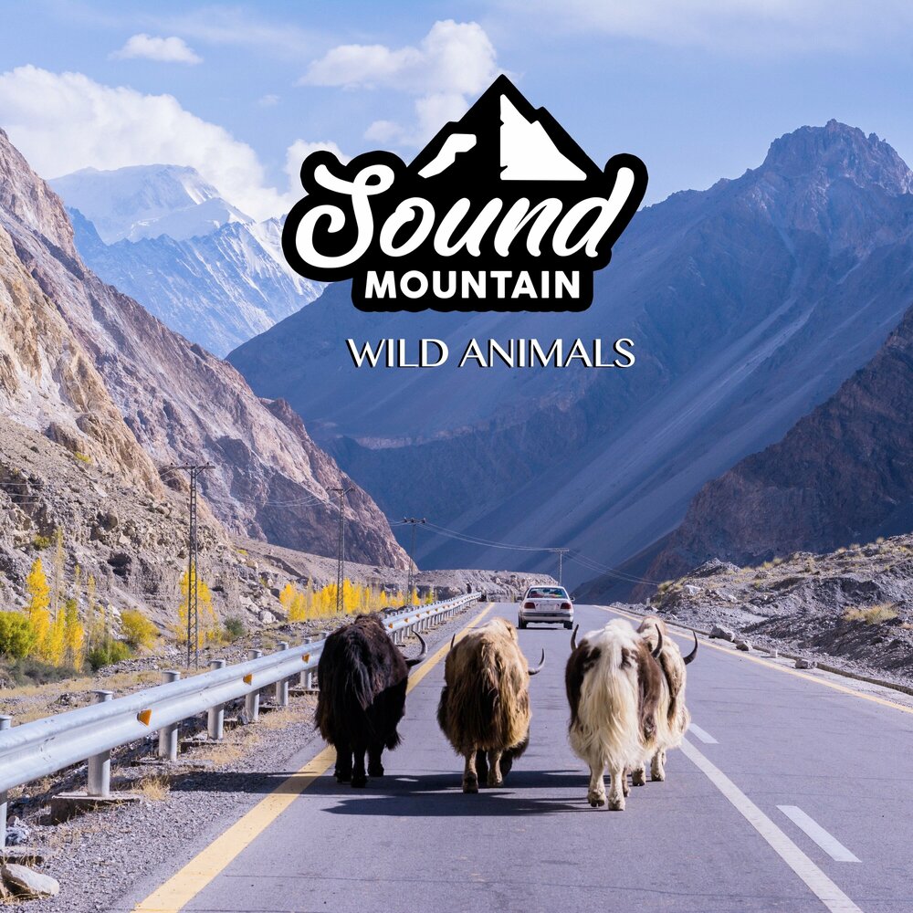 Mountain sound. Звук про Маунтин дио.