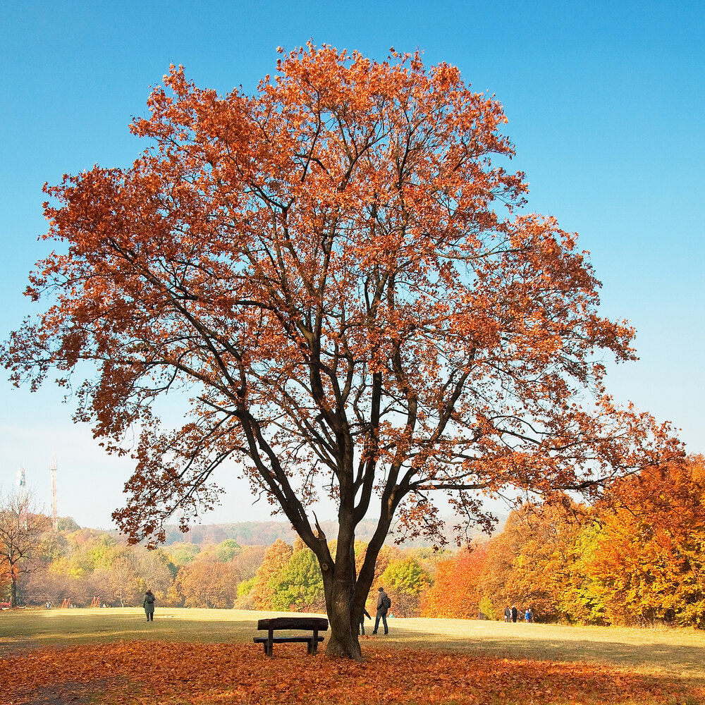 Картинки деревьев осенью. Осеннее дерево. Деревья осенью. Красивое дерево. Красивые деревья осенью.