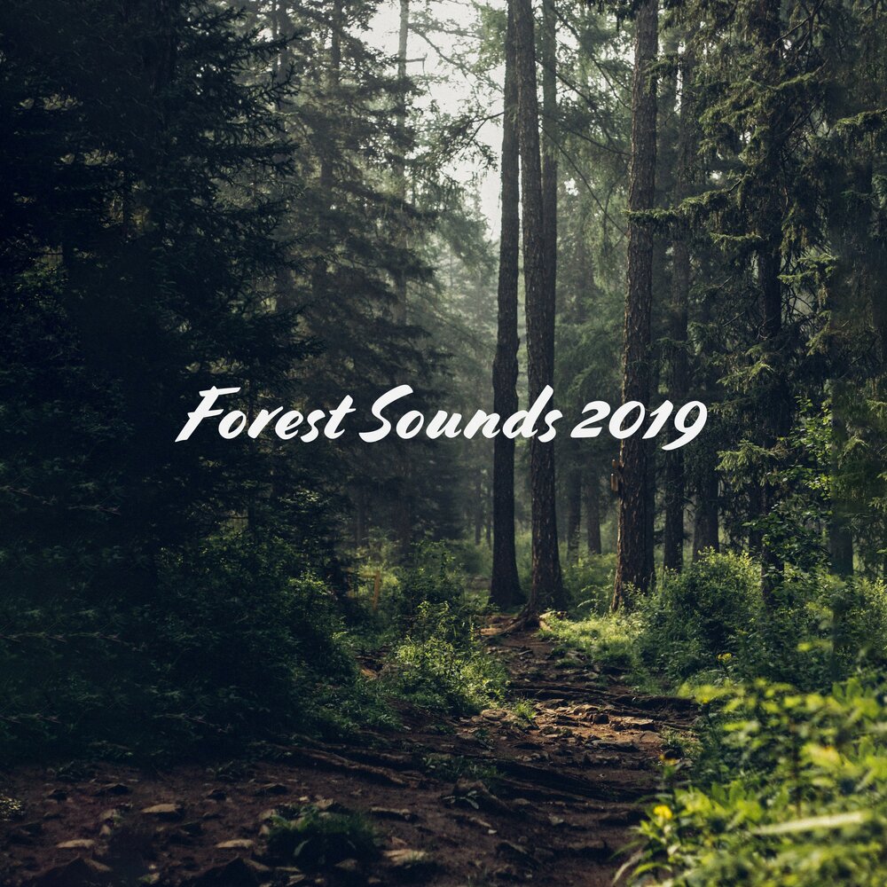 Forest soundtrack