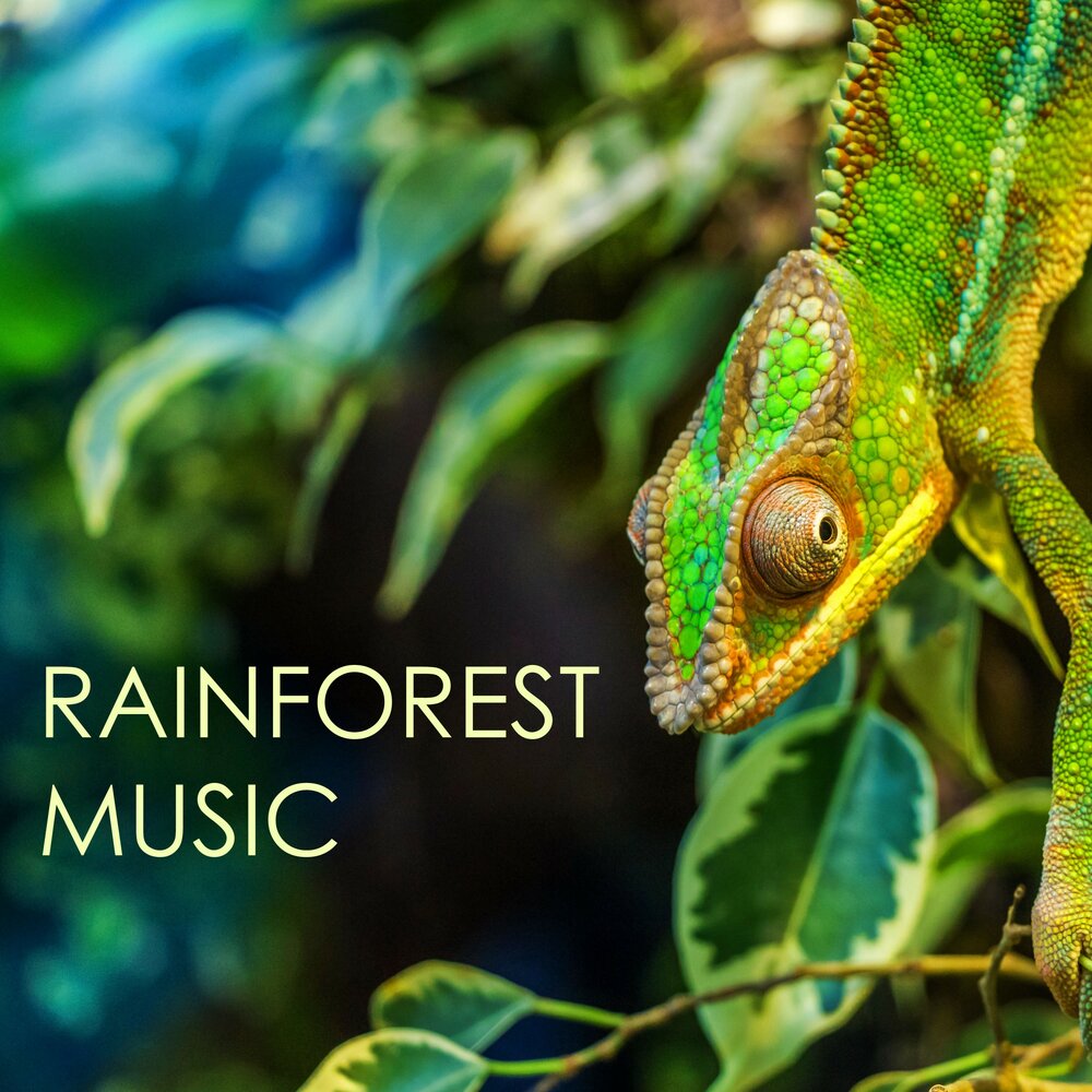 Forest lullaby. Rainforest Music. Rainforest Song. Follow me: Jungle Lullabies.