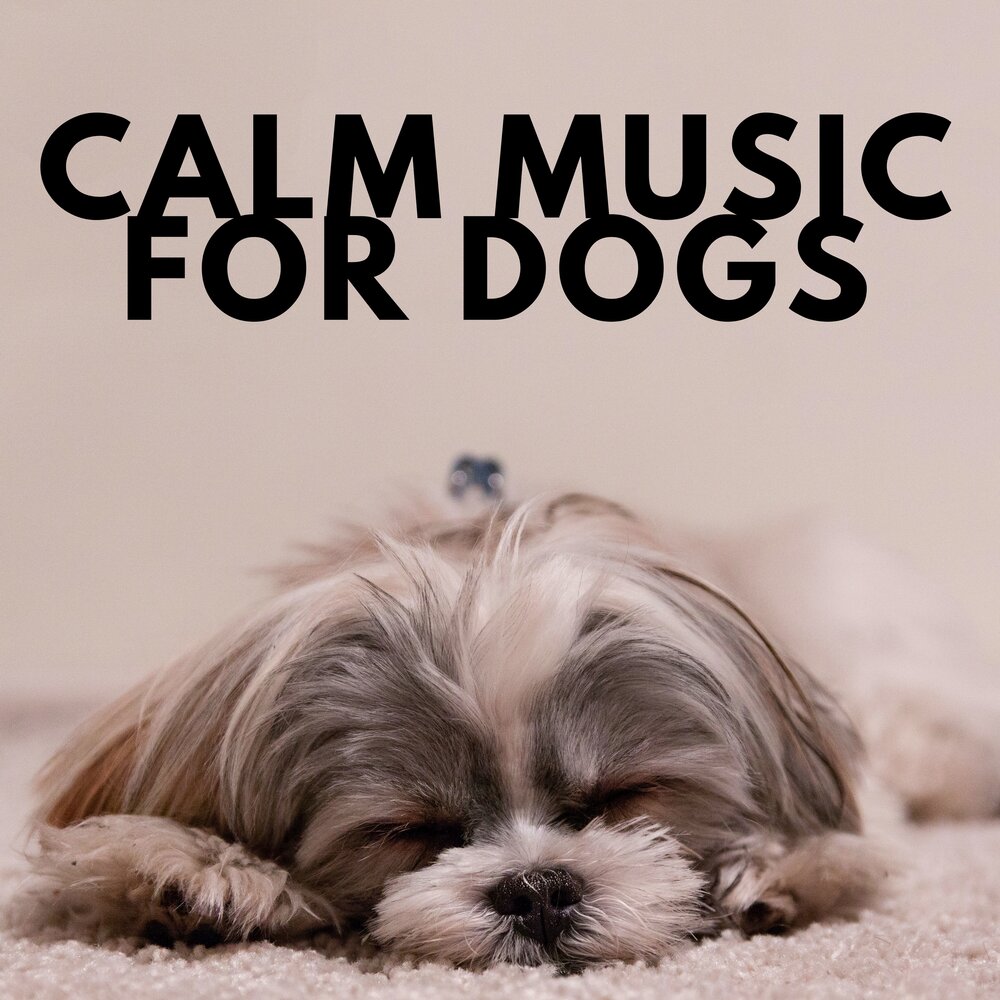 Calm music. Слушать Calm. Music for Pets z. Calm Music - for your Ears.