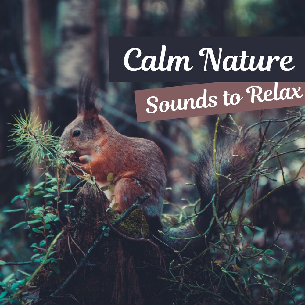 Nature zones. Calm by nature. Birds Soothing Relaxation.