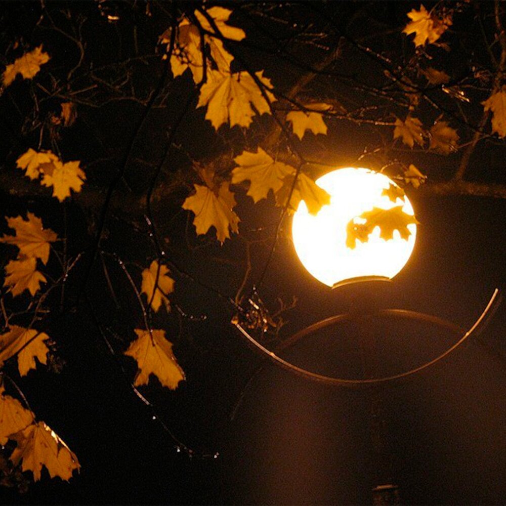 Бывают осенние ночи. Осенняя ночь. Фонарь в листве. Осень ночь. Листопад ночью.