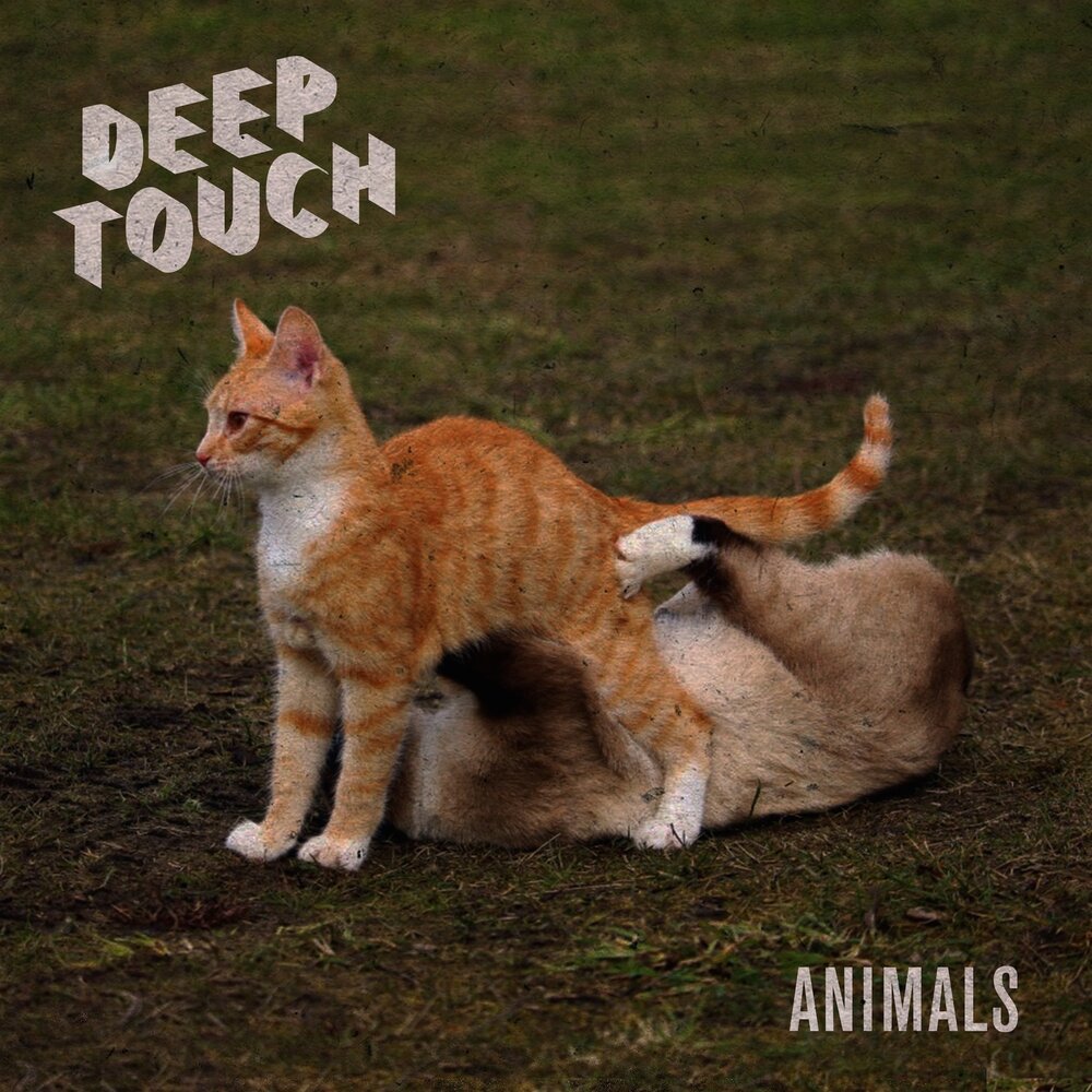 Animal deep. Animals песня. Обложка песни с животными. Touch animals.
