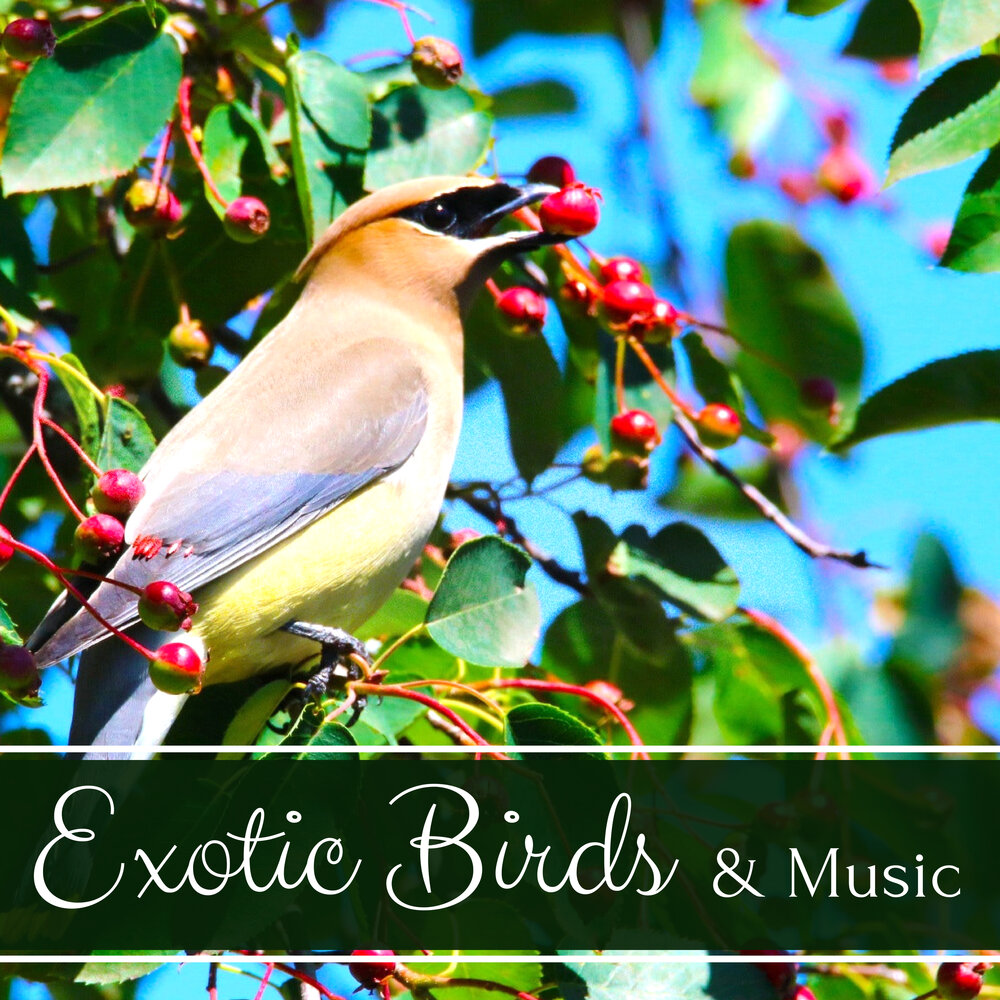 Лучшие песни птицы. Bird Music. Птицы-песни. Musician Birds. Relax Music Birds.