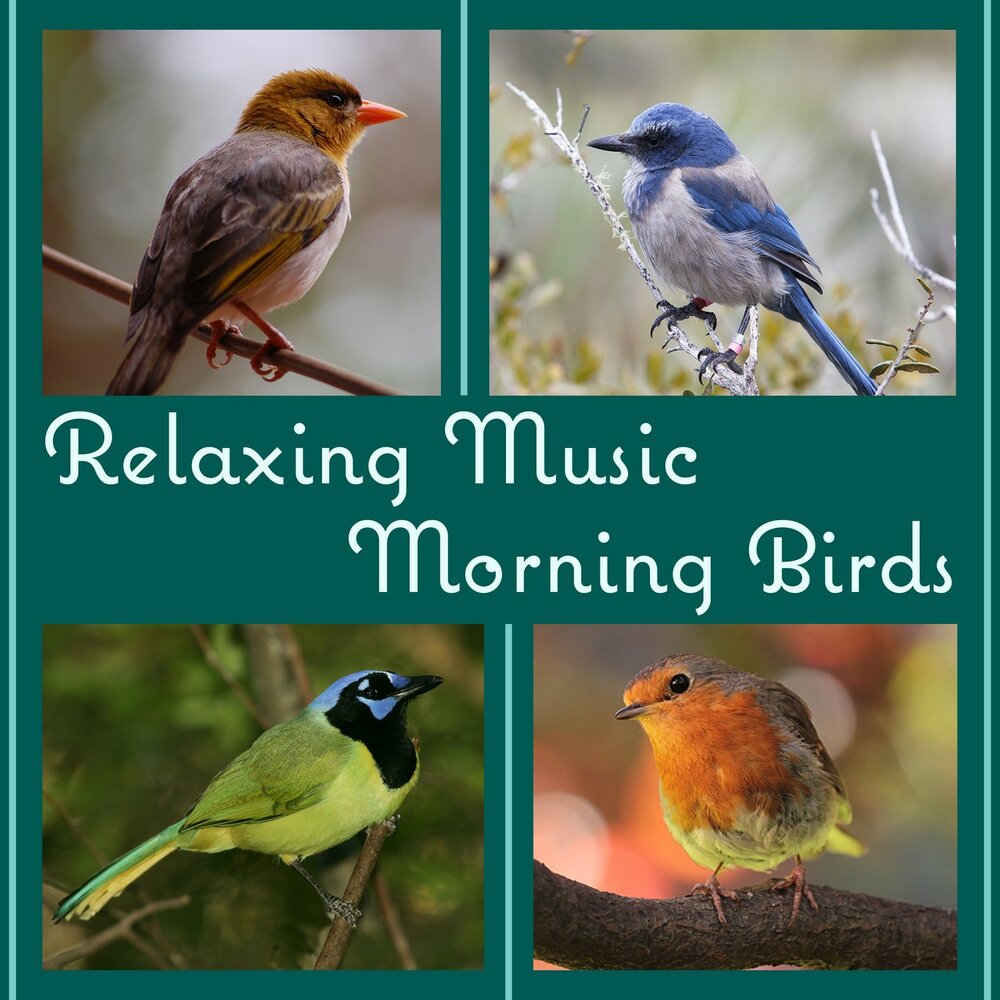 Birds singing. The Birds are singing. Echoes of nature: morning Songbirds. Listen the Birds are singing in the Garden.