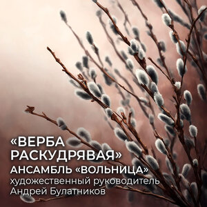 Верба раскудрявая