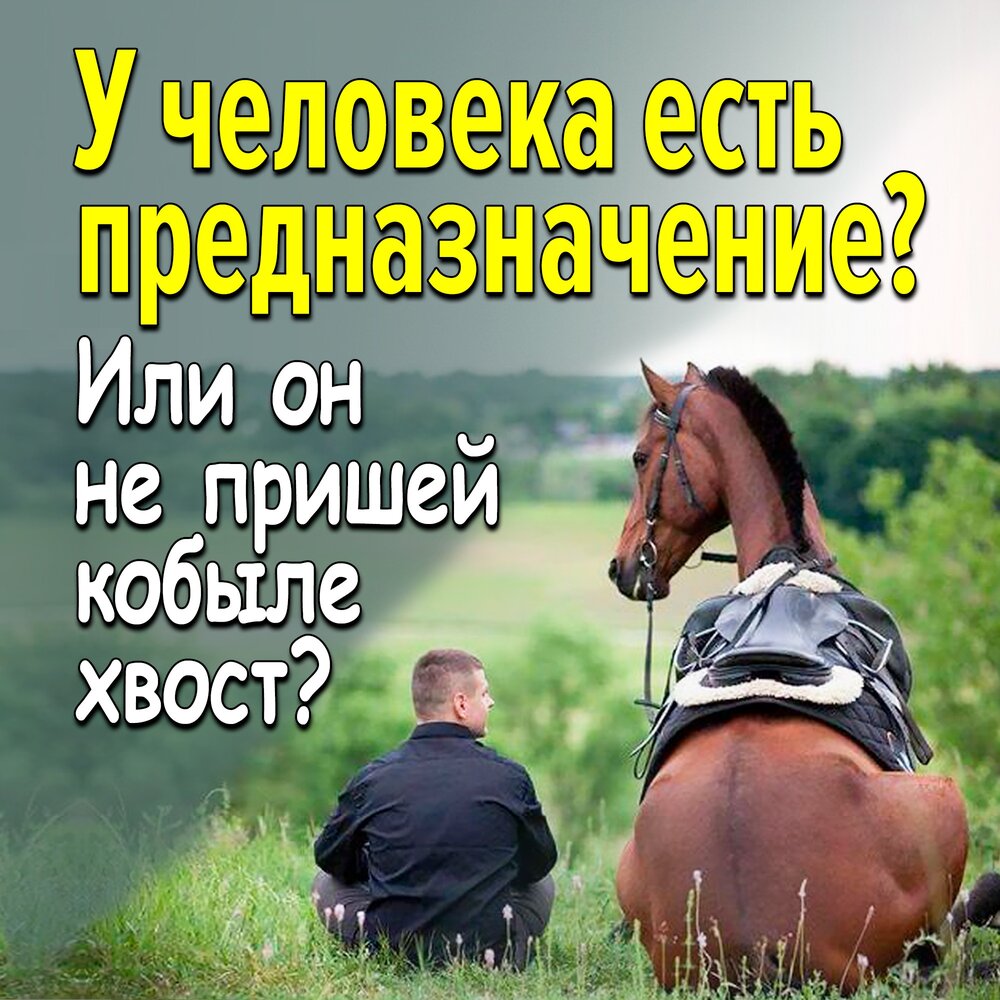 Не пришей к кобыле хвост. Прически для лошадей. Зад лошади. Не пришей к кобыле хвост. Хвост лошади без волос.