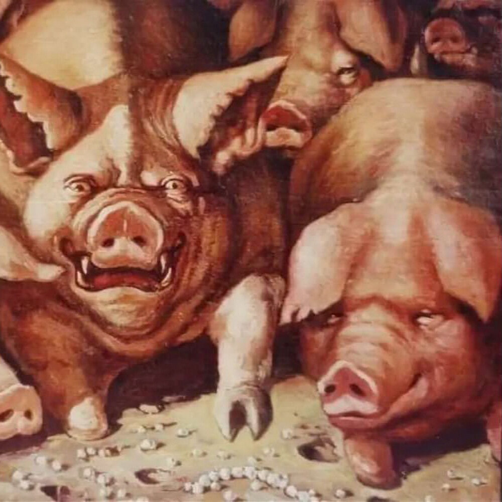 Не бросайте свиньям жемчуга. Свинья. Не бросайте жемчуга вашего перед свиньями. Стадо свиней. Свинья смеется.