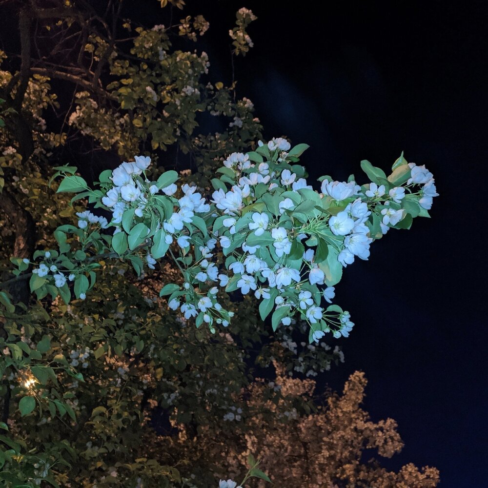 YandexMusic profile picture