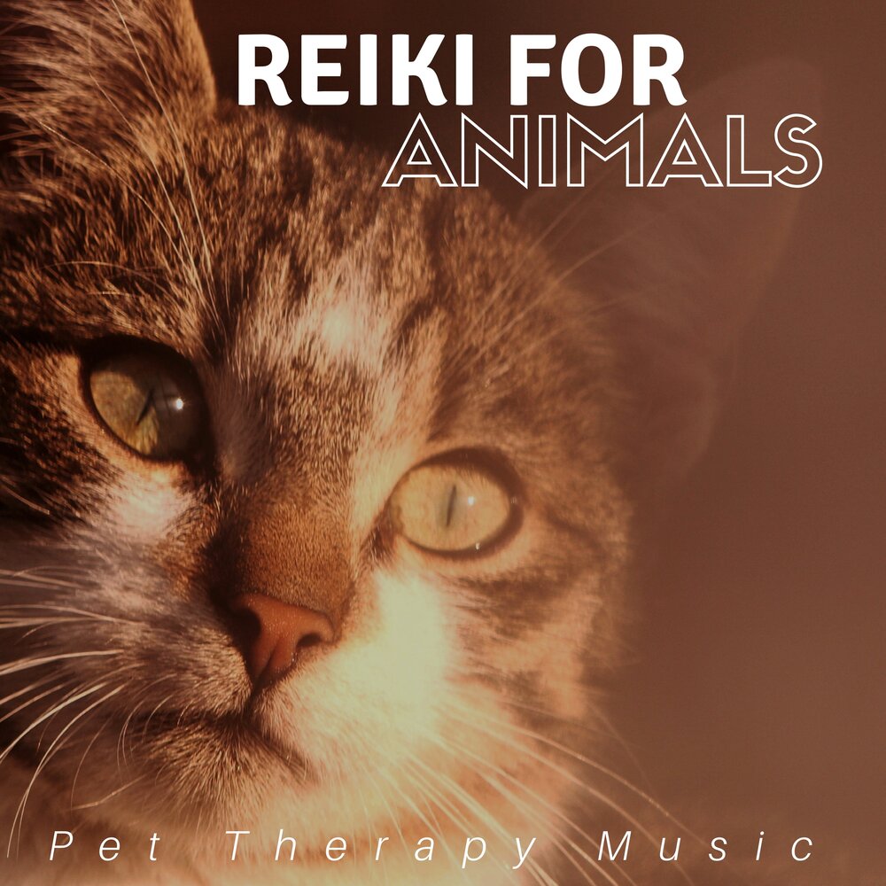 Nicks cat. Music for animals.
