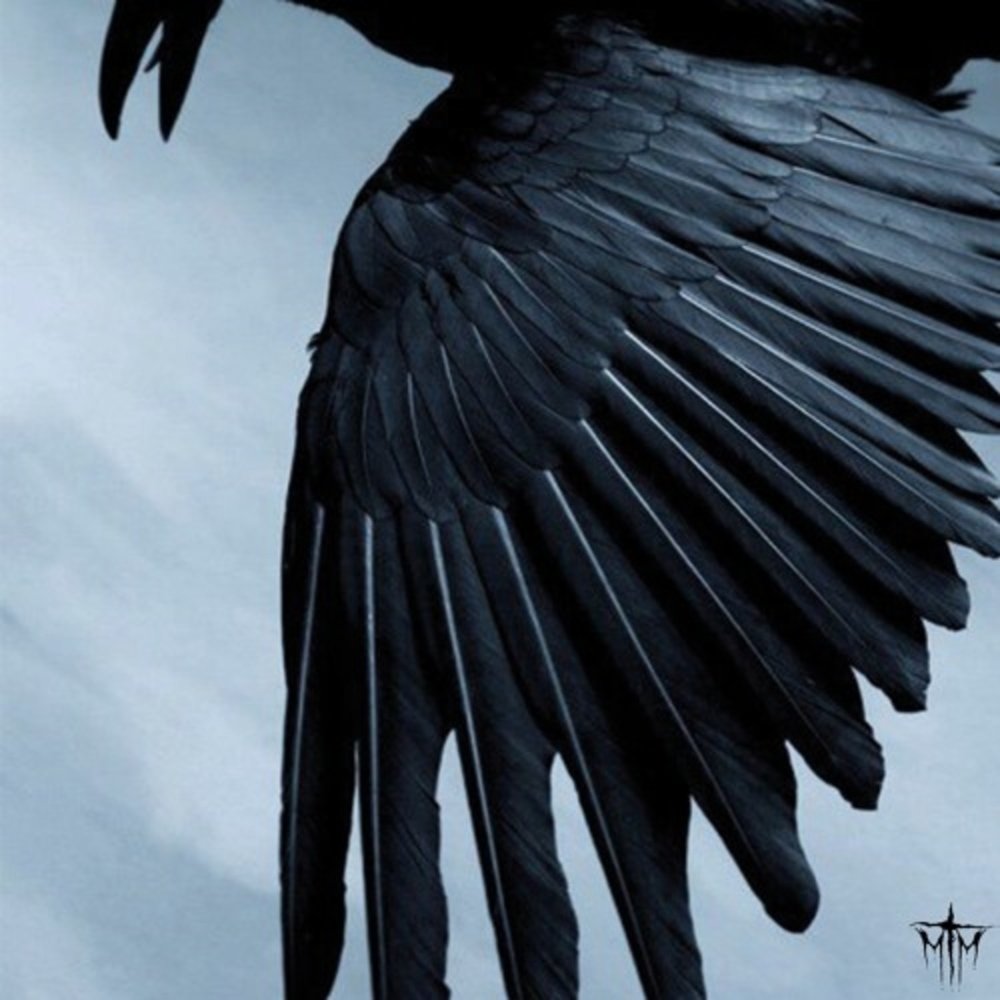 Крылья падшего ангела. Темные крылья. Крылья ангела. Чёрные крылья эстетика. Черные крылья.