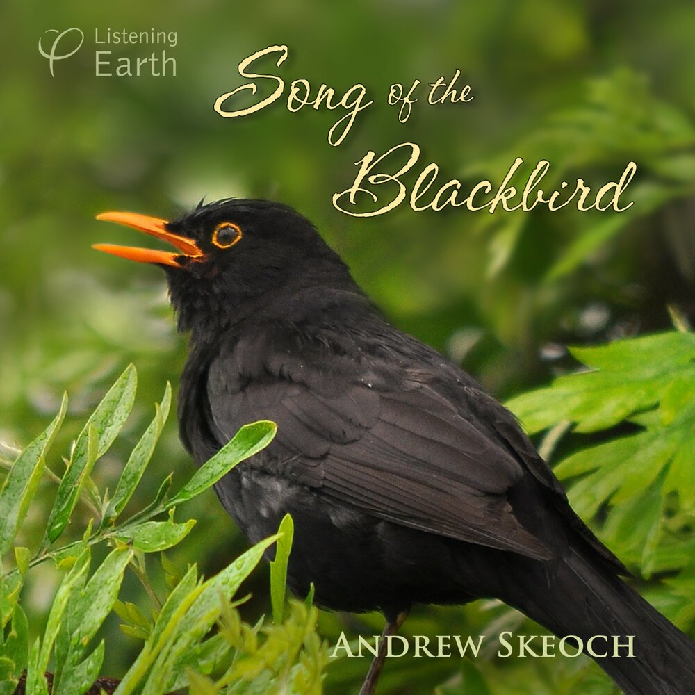 Как поет черный дрозд слушать. Blackbird Song. Черный Дрозд пение. Черный Дрозд пение слушать. Blackbirds and Song Thrushes.