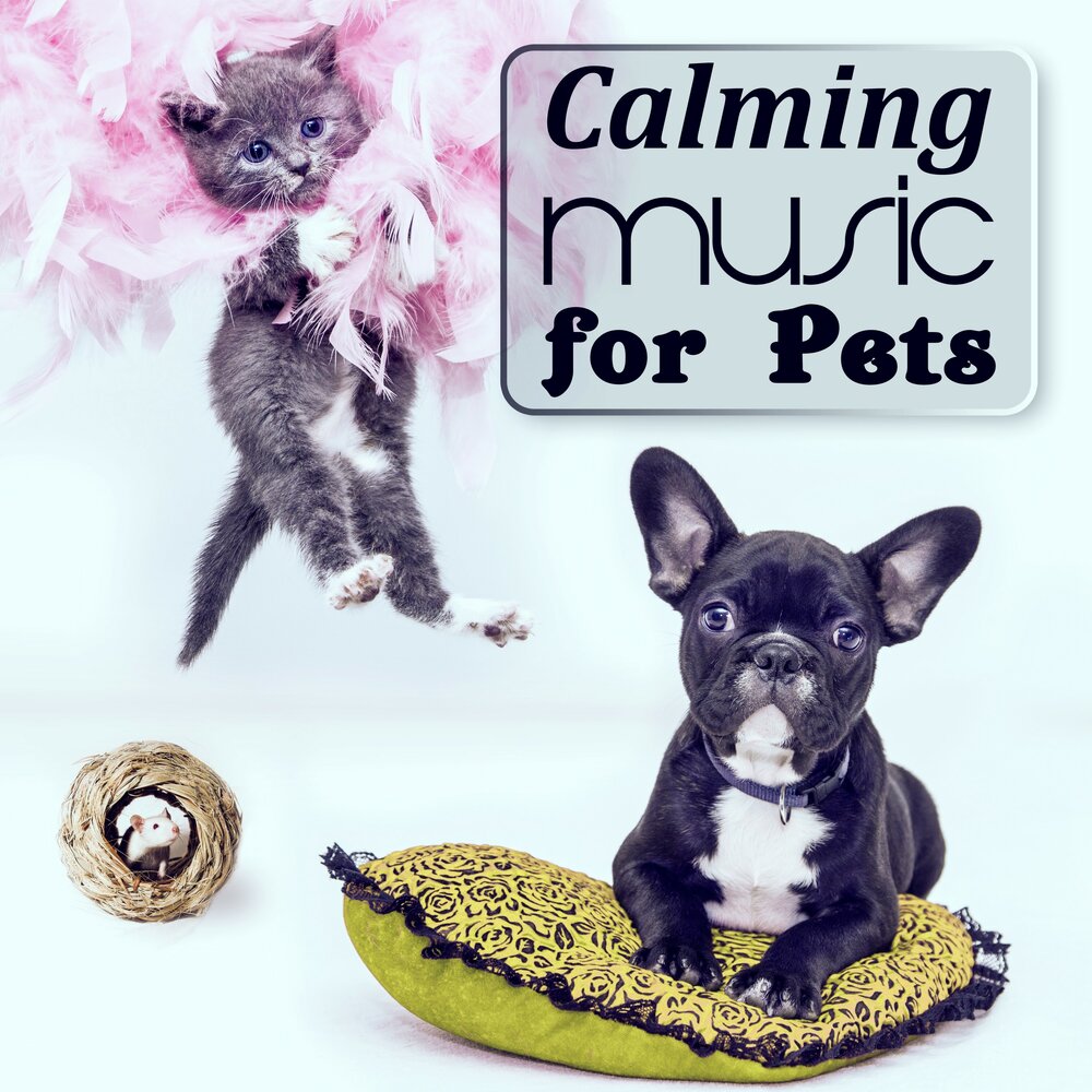 Music pets. Noisy Pets. Музыка для Petpet. Тренд Petpet музыка. Holly is Bad for Pets.