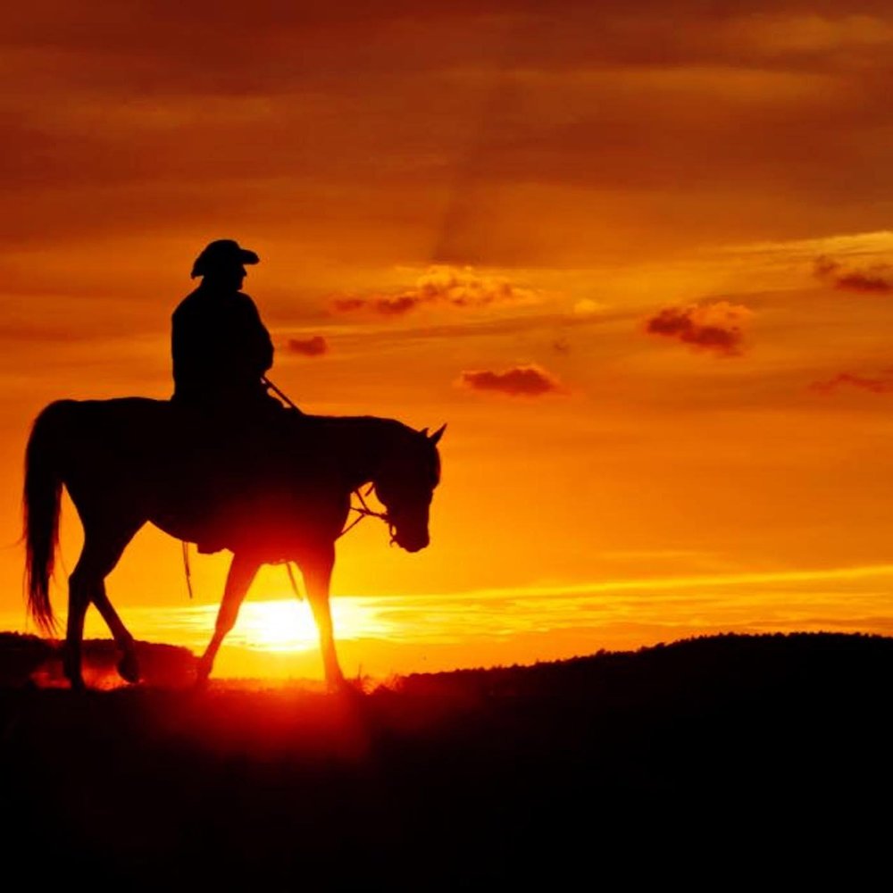Верховая езда на лошади. Гонка на лошади фильм. Майкл данлоп. Жокей профессия. Езда верхом на лошади.