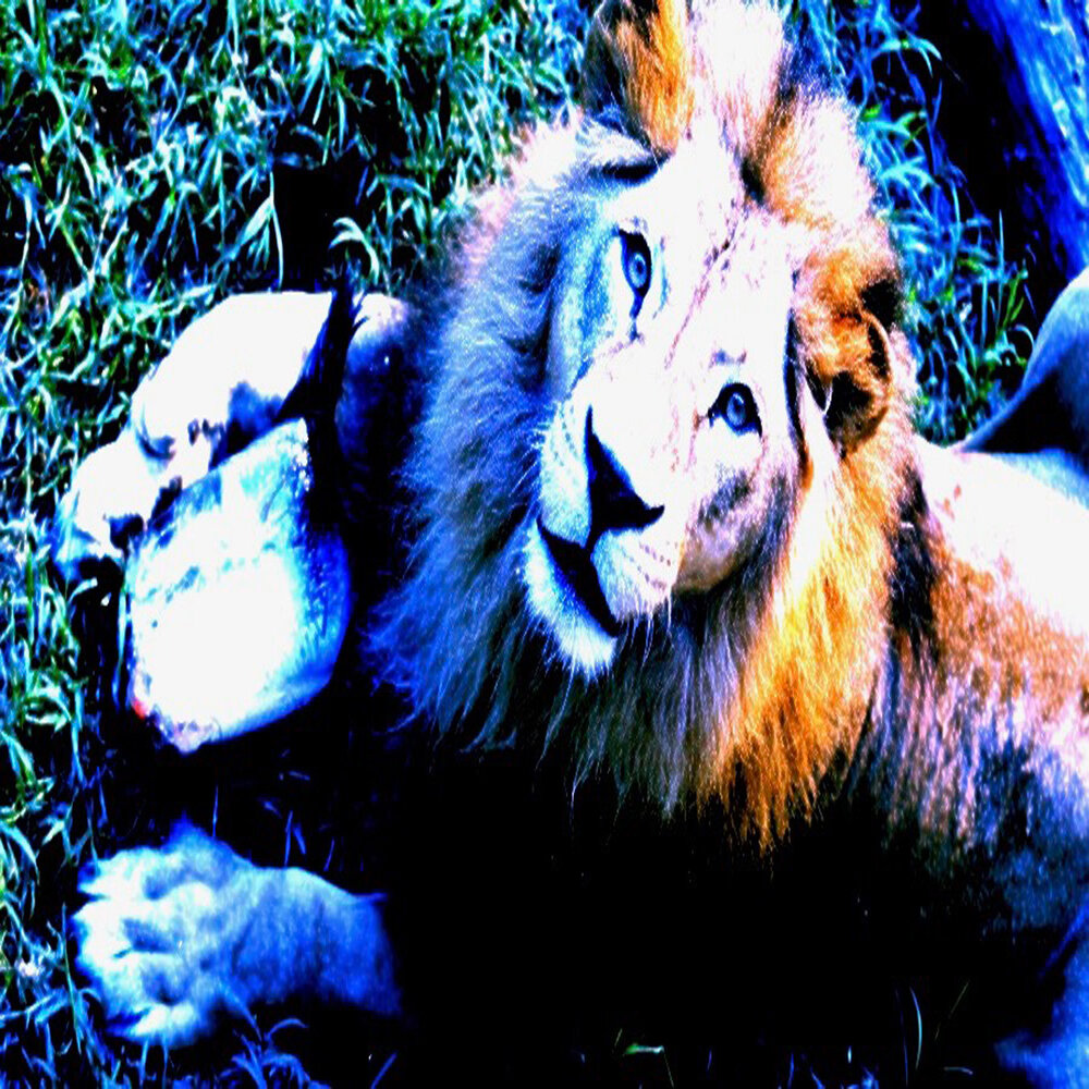 Звук льва слушать. Лев музыка. Aslan песни. Lion of Judah. Lion of Judah youtube.