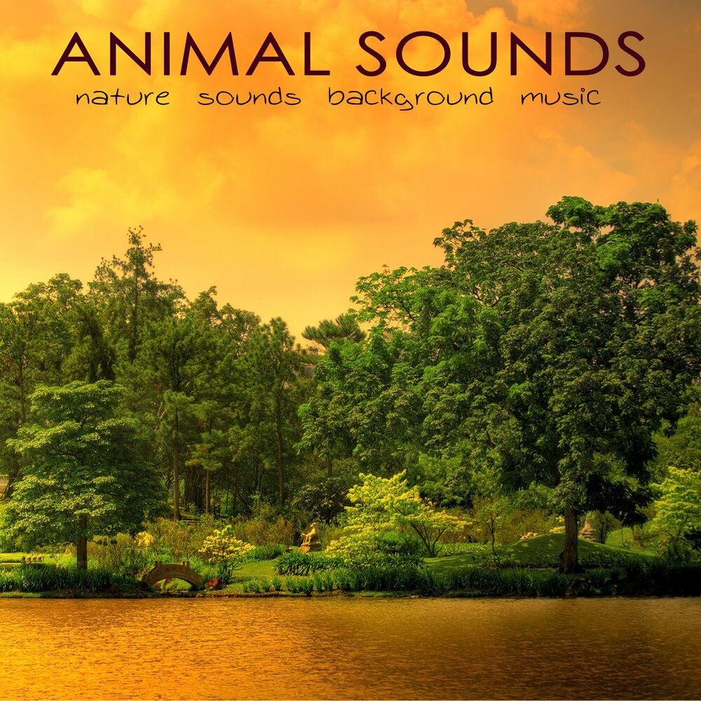 Naturals sounds. Sounds of nature. Расслабляющий фон. Natural Sounds.