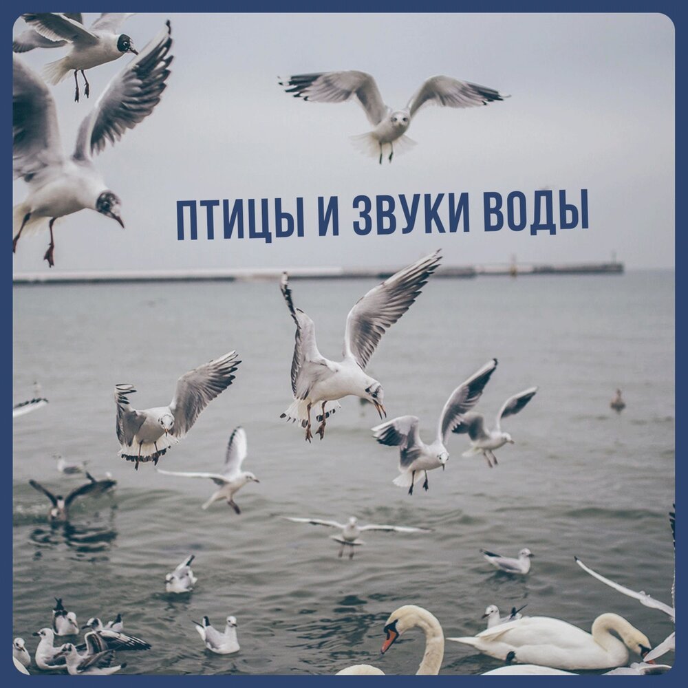 Звуки под водой слушать. Птицы-песни. Птица музыка. Птичья песня