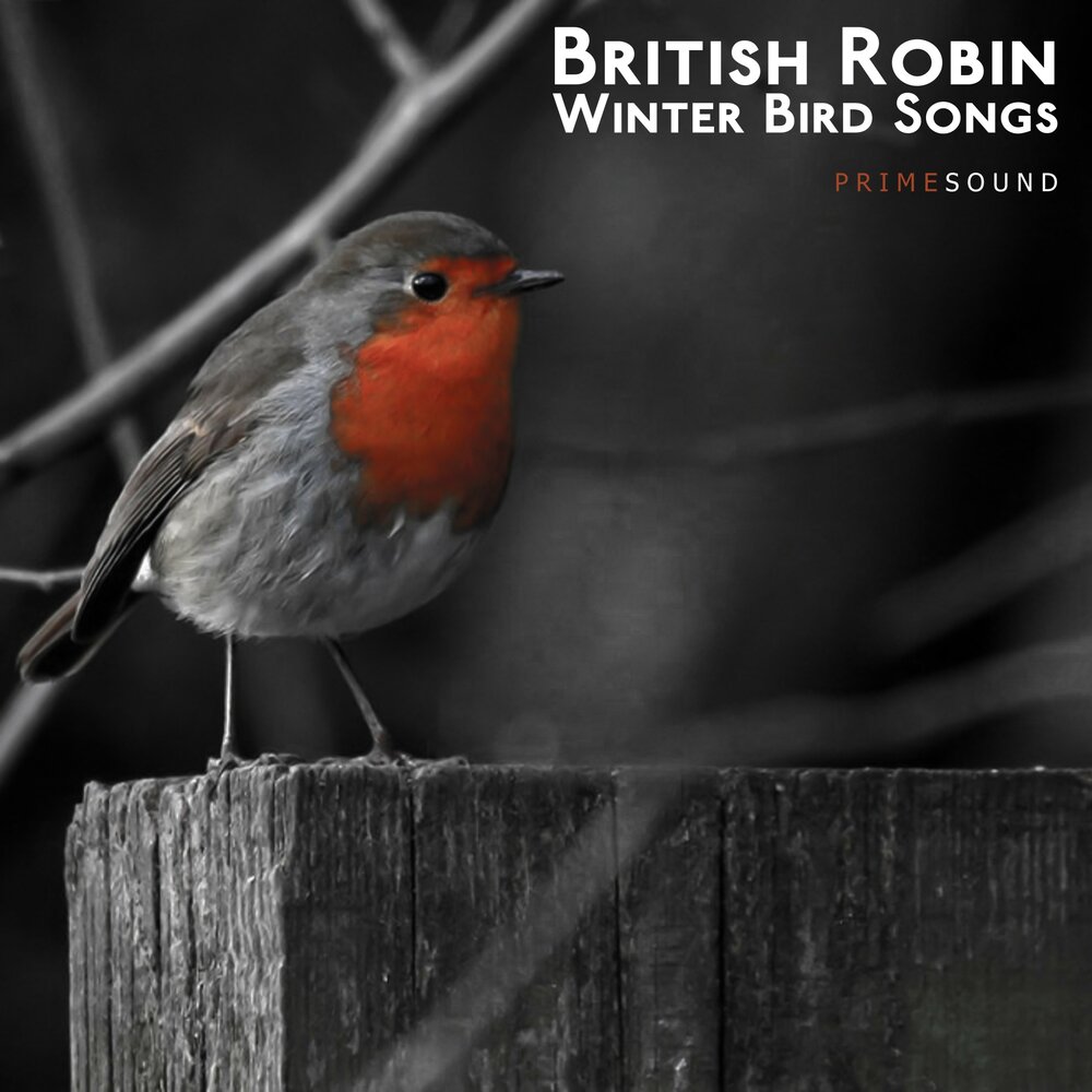 Robin morning. Robin Bird Winter. British Robin. Evening Birds группа.