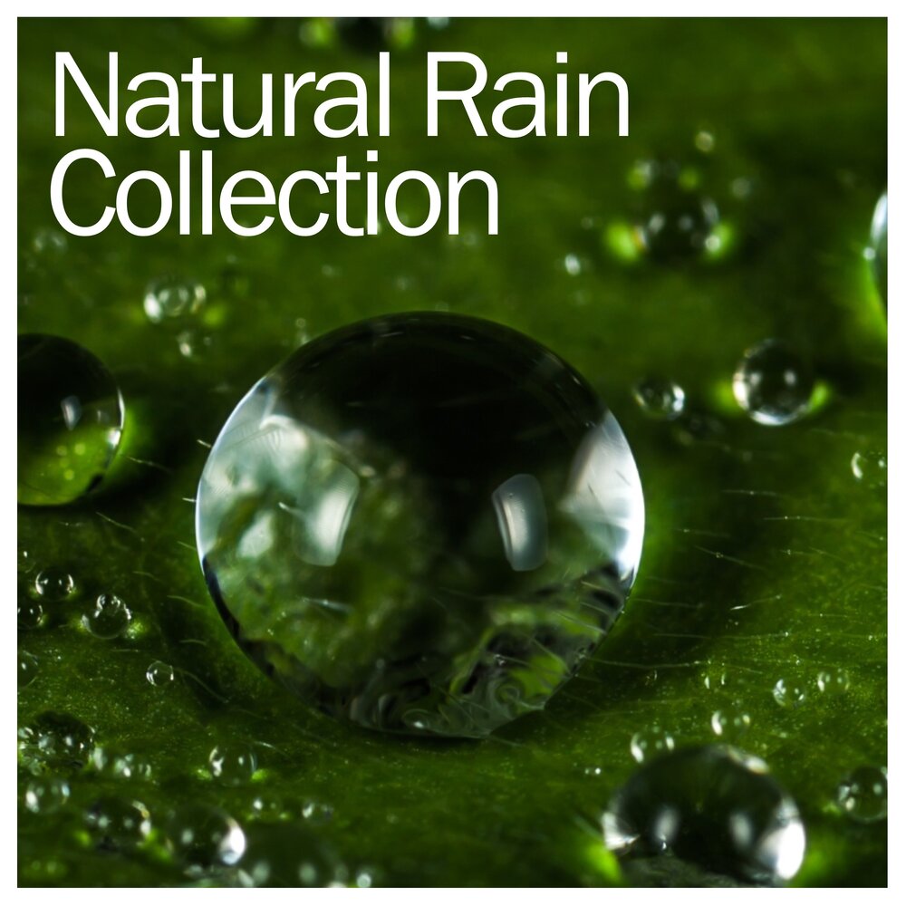 Master Raindrop. Master Raindrop all friend. Nature collection
