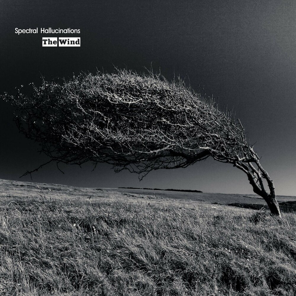 ветер счастья. полет души. гнущееся дерево. песня ветер поднимал в небо. небесный корабль.