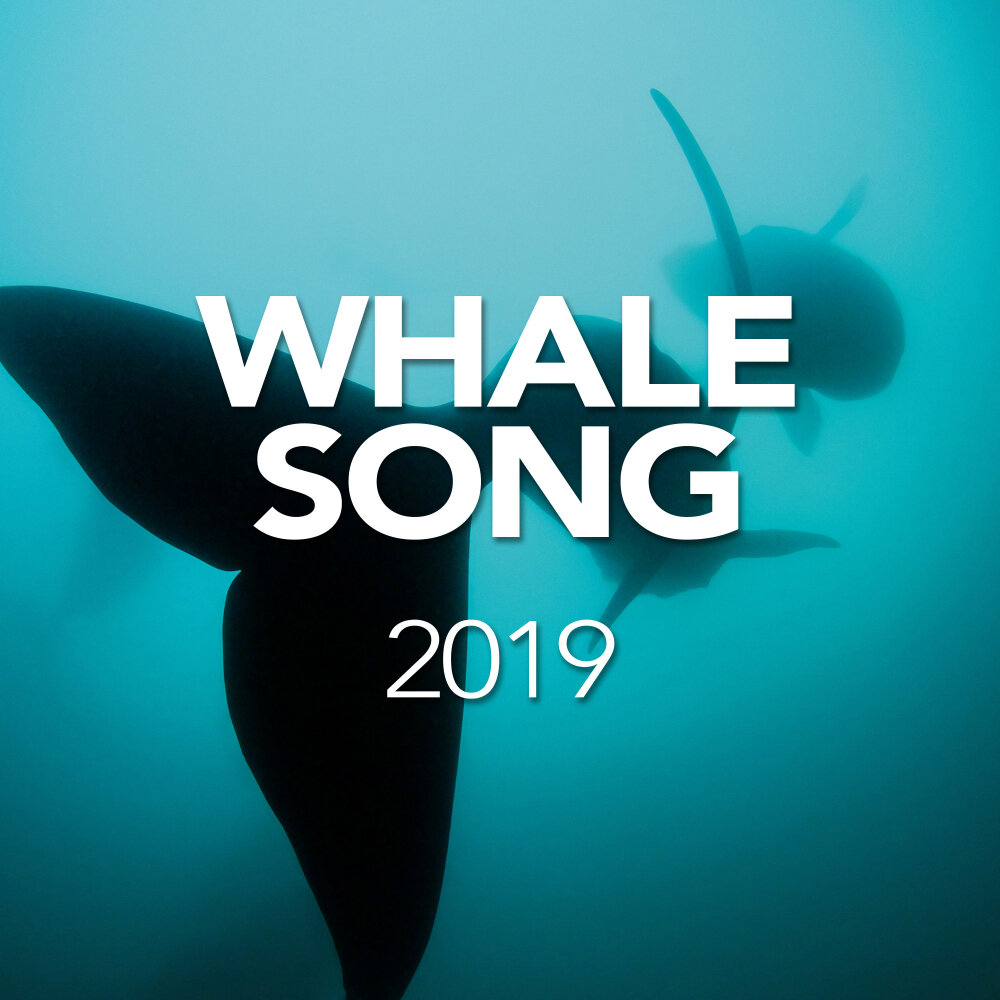 Whale Song. Sounds of Whales. Sleepy Whale альбом. Sleepy Whale афиша.