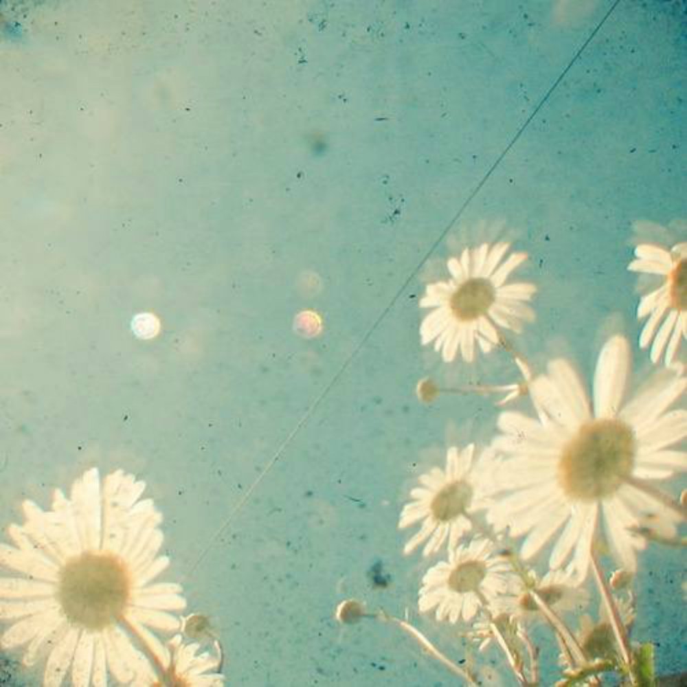 Vintage natural. Daisy Art. Daisies and Daydreams Instagram.