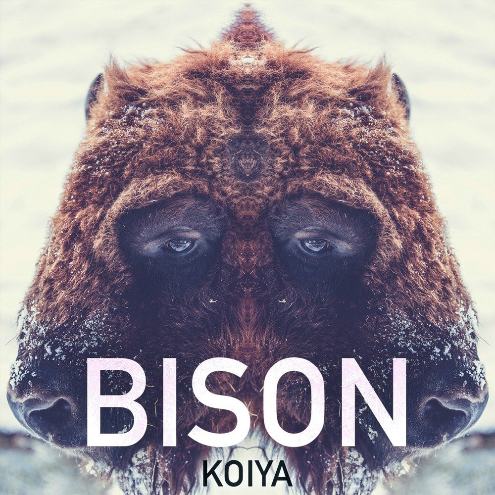 Бизон песня. Супер бизоны песня. Песня про бизона. Koiya. Quite Bison Music.