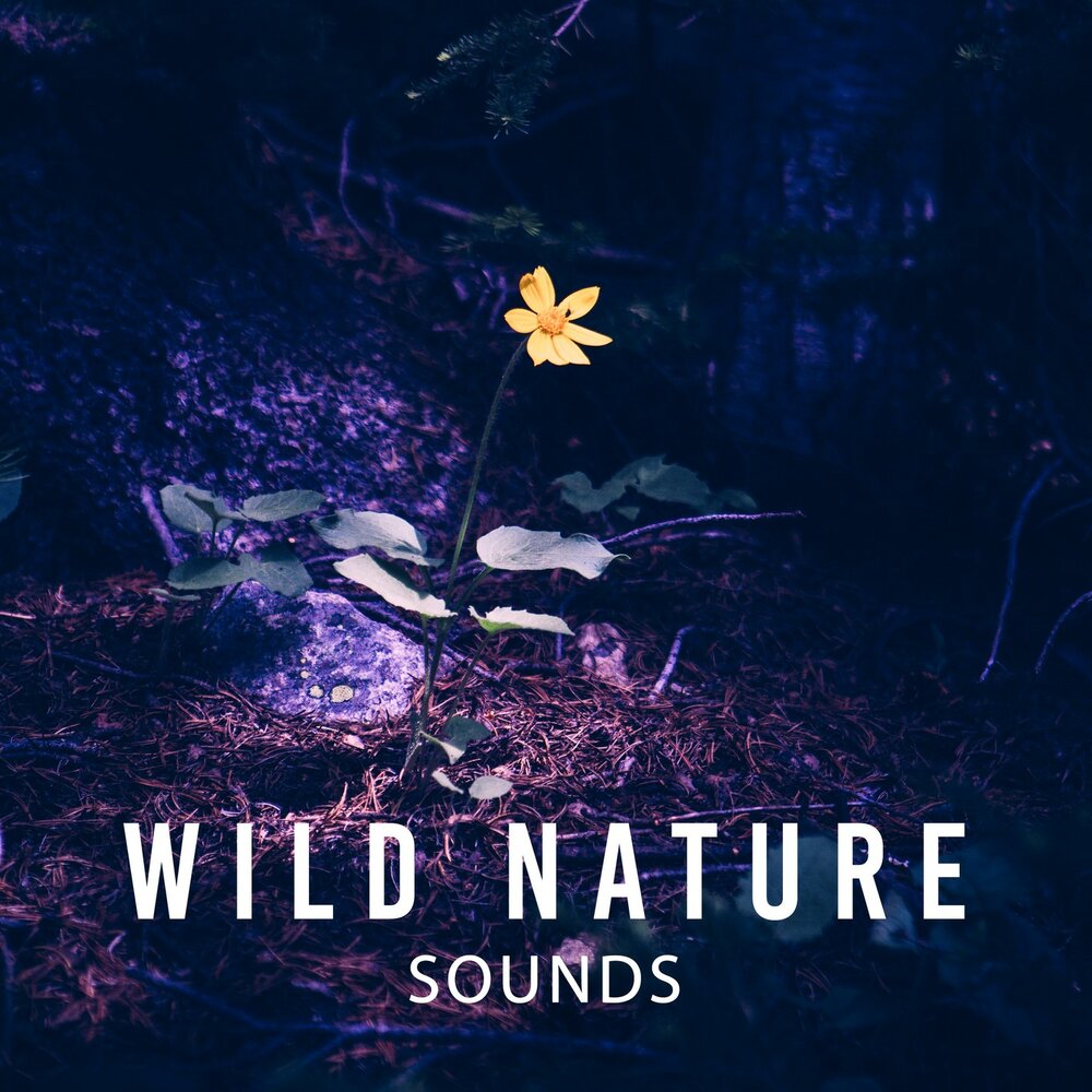 Wild nature отзывы. Nature Sounds for Relaxation. "Nature Sounds" && ( исполнитель | группа | музыка | Music | Band | artist ) && (фото | photo). Sounds of Stillness. Mother nature Sounds Music.