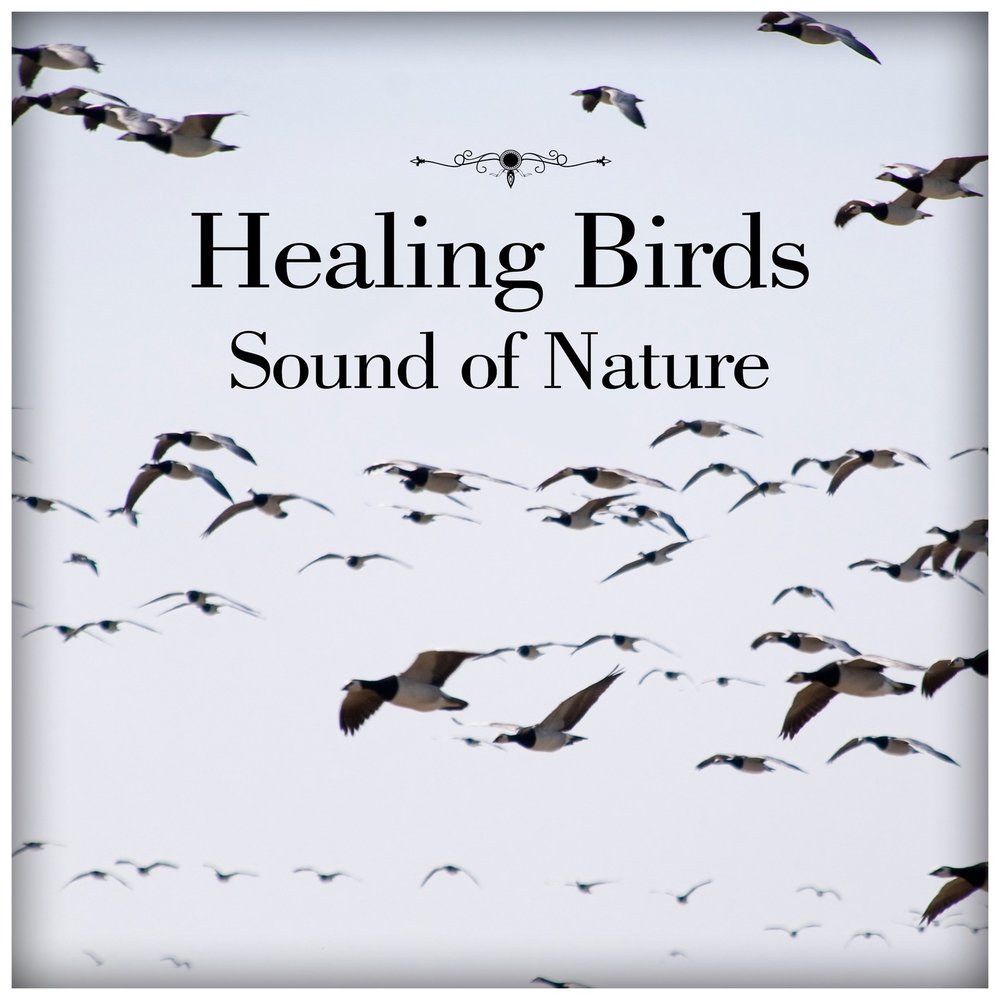 Listen the birds sing. Healing Bird. Listen to Birds singing.