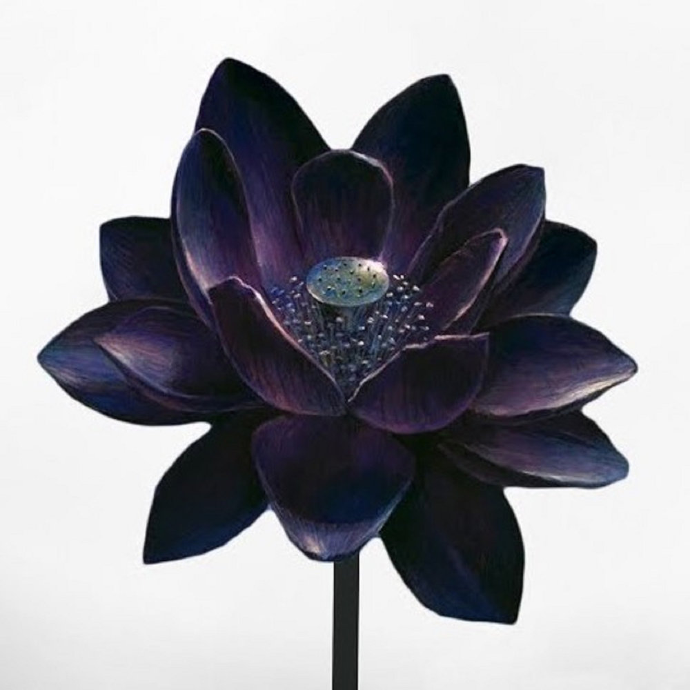Черный лот. Черный Лотус цветок. Black Lotus (черный Лотос). Черный Лотос в природе. Черный Лотос цветок в природе.