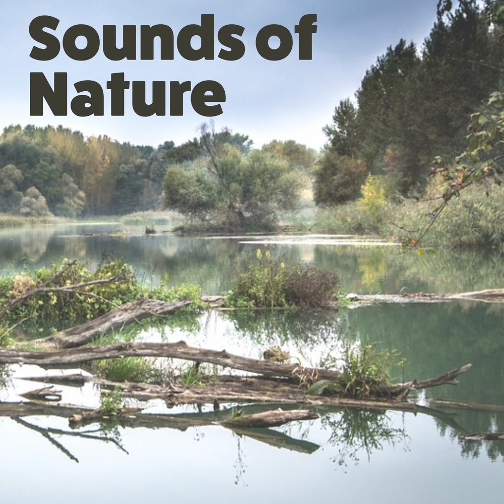 Naturals sounds. Sounds of nature. Pure nature Sounds. Natural Sounds. Nature Sounds examples.