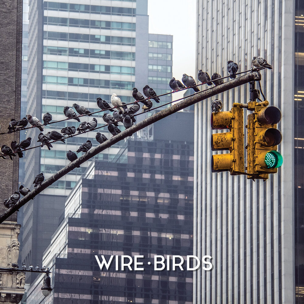 The wire Bird. Three Birds on the wire. Scania wire Birds. To Birds on a wire one say.