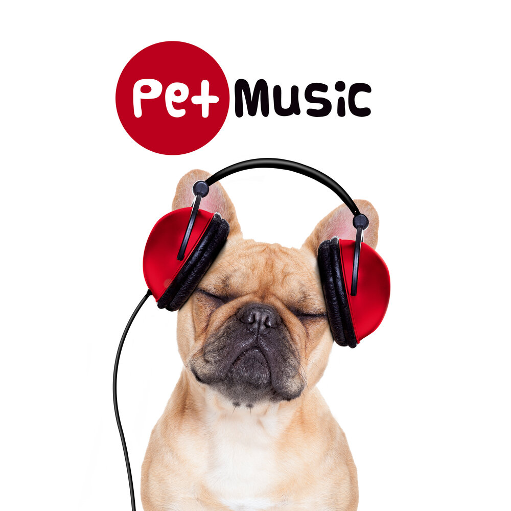 MAPET Music. Music pets