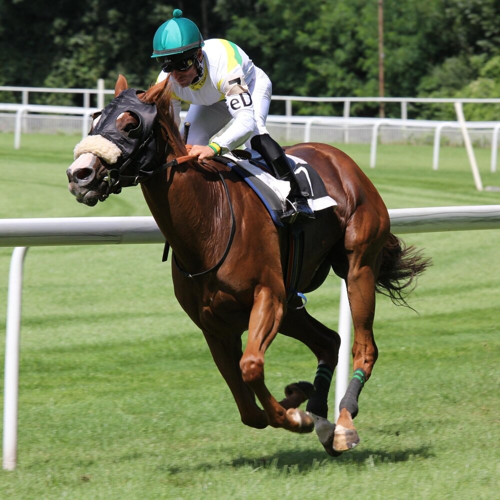 Horse track. Oxygen Therapy of Horses. Oxygen Therapy in Horses.