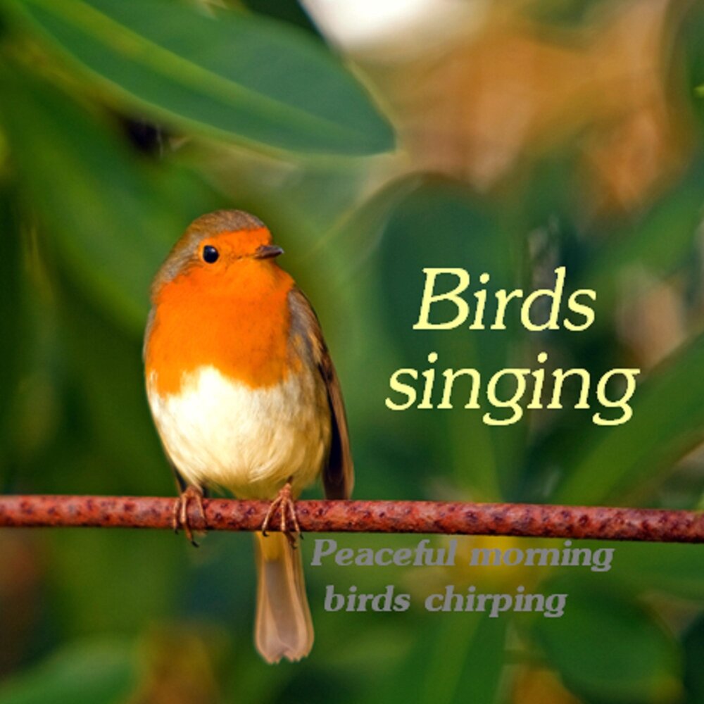 Listen the birds sing. Birds singing. Birds are singing. Happy Bird.