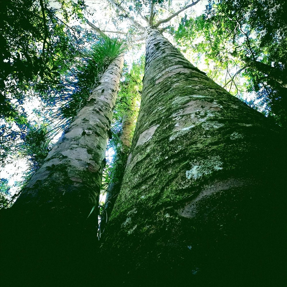 Послушать trees