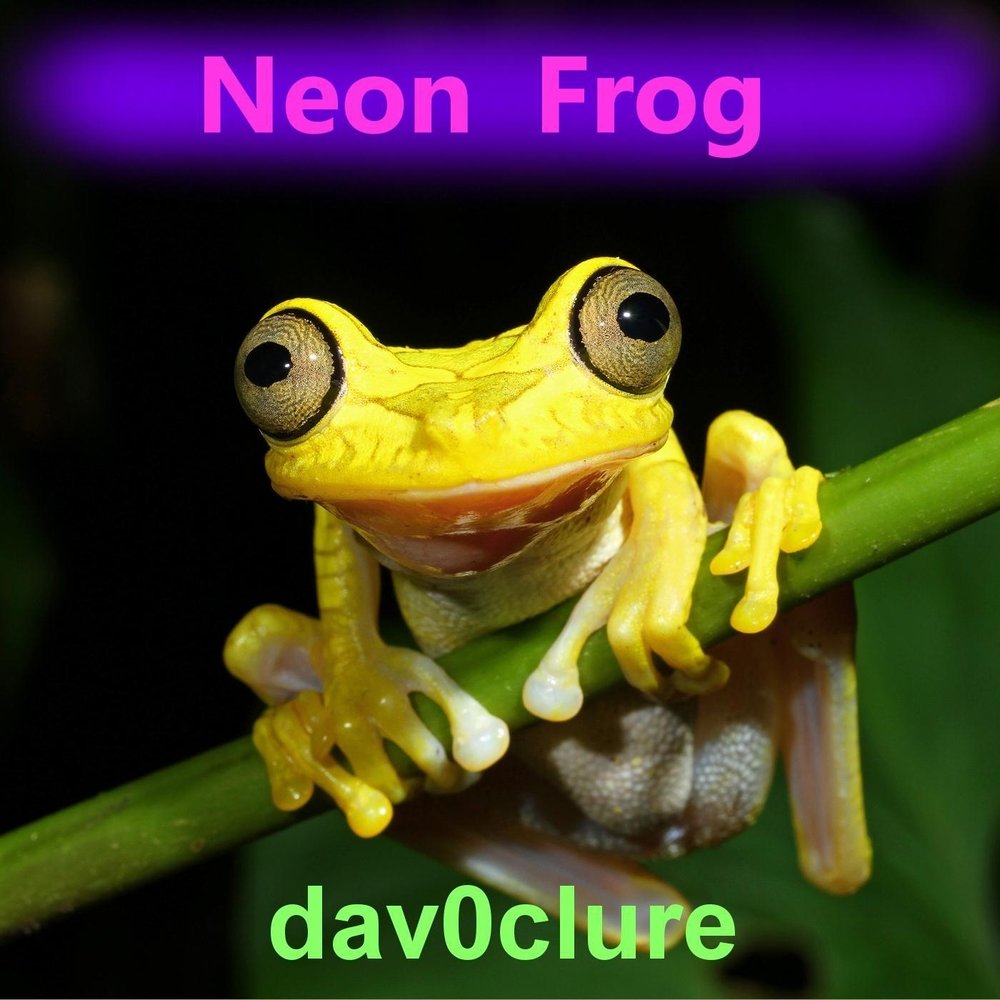 Frog слушать. Neon Frog. Frog Song for very Special Lady.