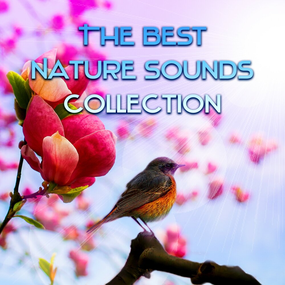 Nature song. Cheerful Bird.