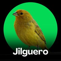 Jilguero