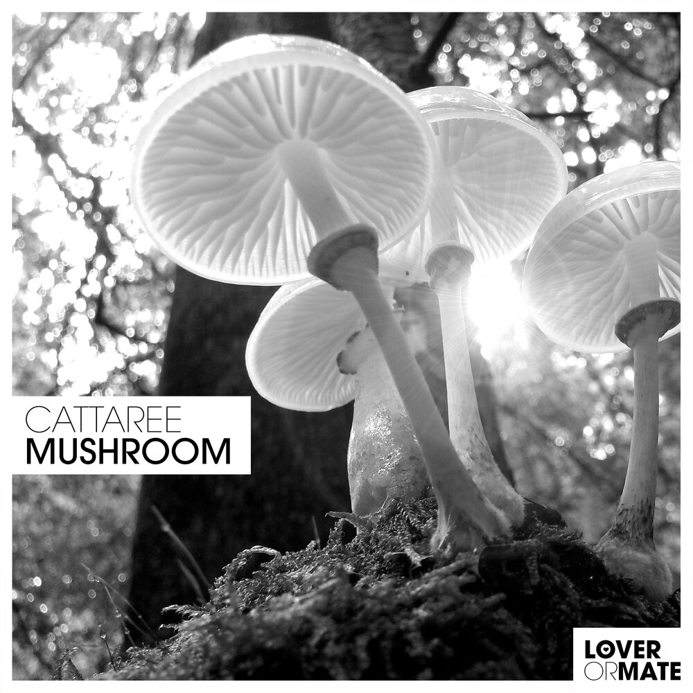 Mushrooms песня. Машрум слушать. You Love in the Mushroom. Ram Mushroom слушать. Mushroom слушать