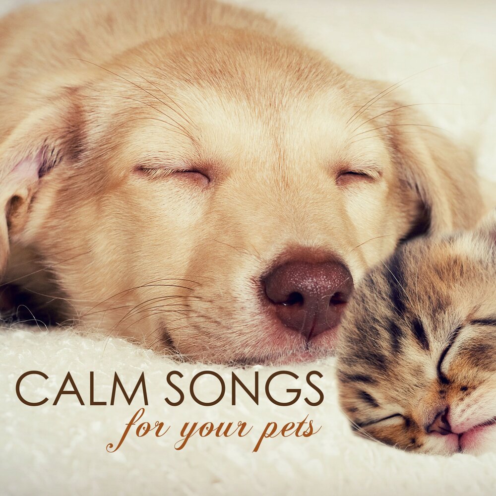 Pet Calm. Pets Song. Cat and Dog photo. Songs for Pets. Pets музыка