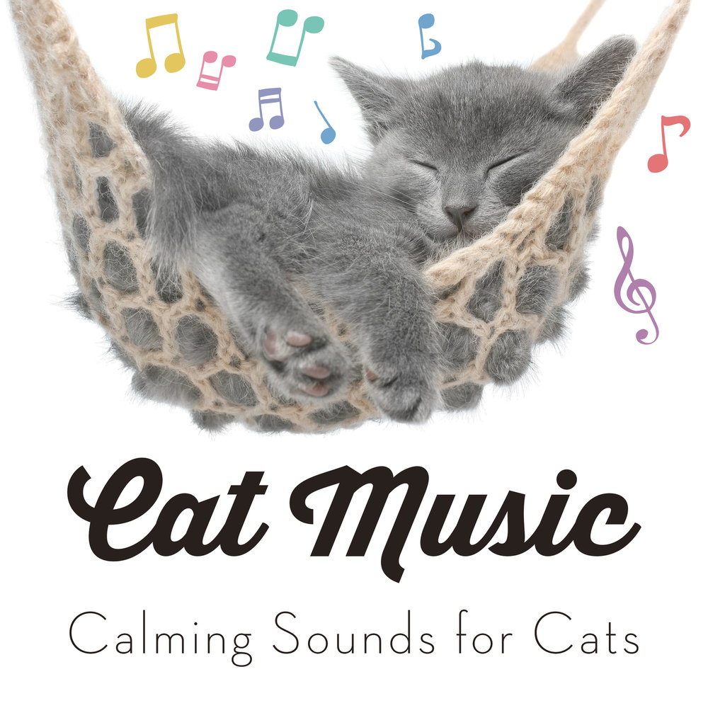 Музыка под кошку. Кэт Мьюзик. Cats музыка. Calming Music for Cats. Музыка my Cat.