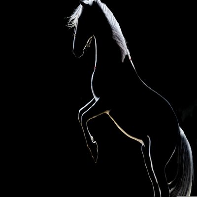 cover for track White Horse of artist Pink Cat Empire