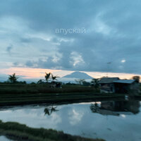 Alaya