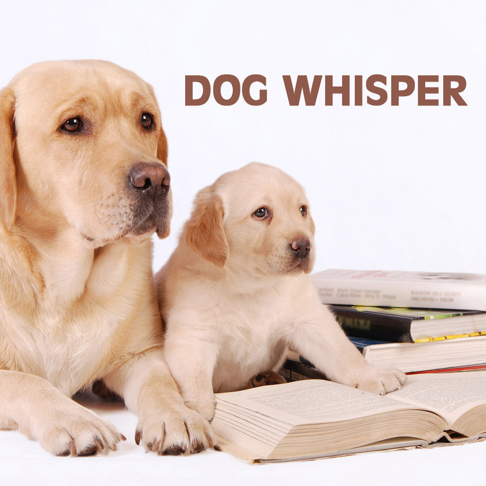 Listening dogs. Приват Puppy. Gentle Pets. The Dog Whisperer, beginning and Intermediate Training for Puppies and Dogs.