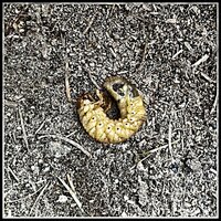 Tikko