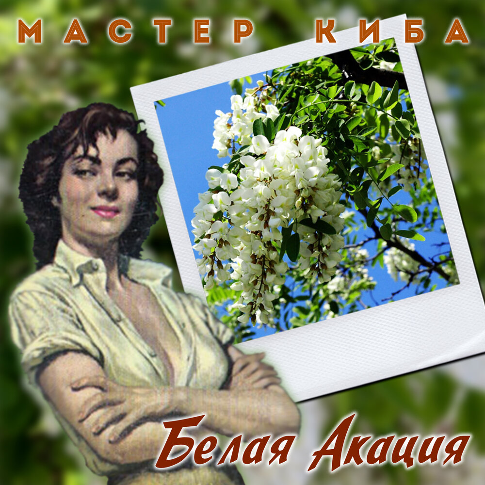 Песня про акацию. Акация белая (робиния ложноакация). Акация беловатая. Цветёт акация. Романс белой акации гроздья душистые.